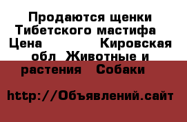 Продаются щенки Тибетского мастифа › Цена ­ 80 000 - Кировская обл. Животные и растения » Собаки   